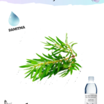 Çay Ağacı Hidrosolü
