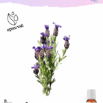 Karabaş Uçucu Yağı
