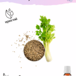 Kereviz Tohumu Uçucu Yağı