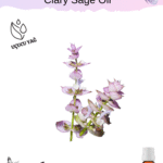 Misk Adaçayı Uçucu Yağı (Clary Sage)