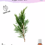 Servi (Selvi) Uçucu Yağı