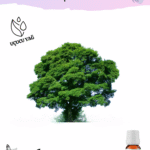 Kafur Uçucu Yağı (Sıvı)