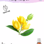 Ylang Ylang Uçucu Yağı